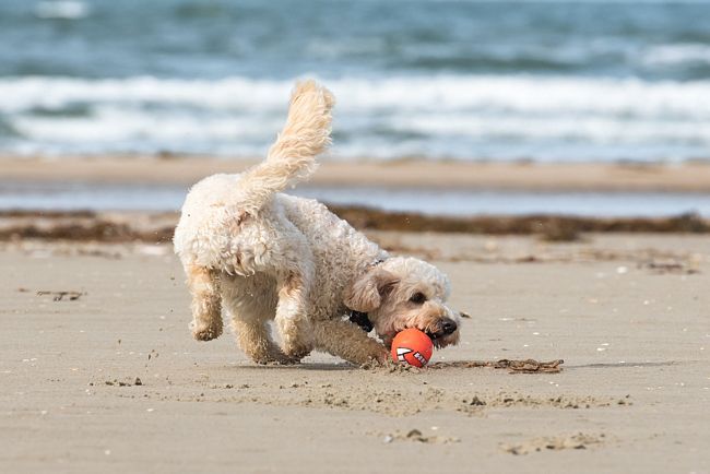 cane che gioca su una spiaggia della Romagna