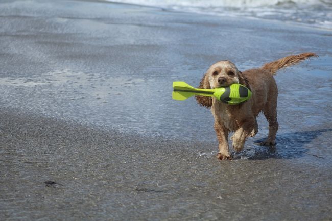 Spiaggia per cani sulla Riviera Romagnola