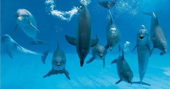 Delfini del Parco Oltremare