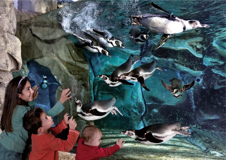 Bambini davanti alla vasca dei pinguini dell'Acquario di Cattolica