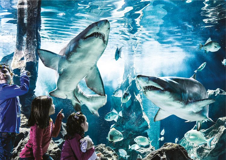 Bambini davanti alla vasca degli squali all'Acquario di Cattolica