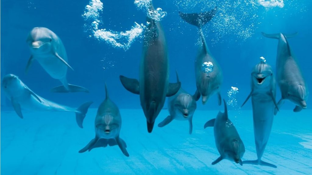 Delfini al delfinario di Riccione