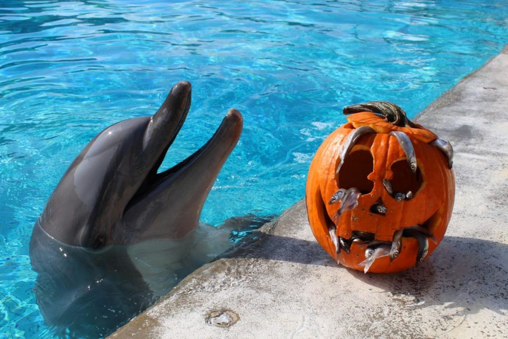 Halloween al Parco Oltremare di Riccione