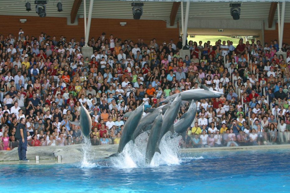 Spettacolo dei delfini nel delfinario di Riccione presente all'interno del Parco Oltremare