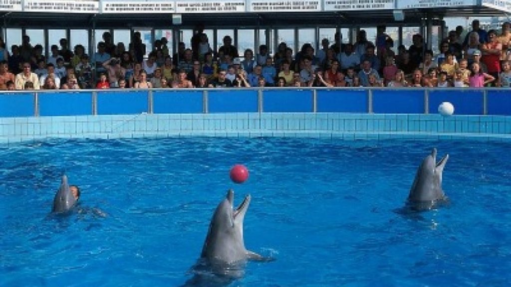 Spettacolo dei delfini nel delfinario di Rimini