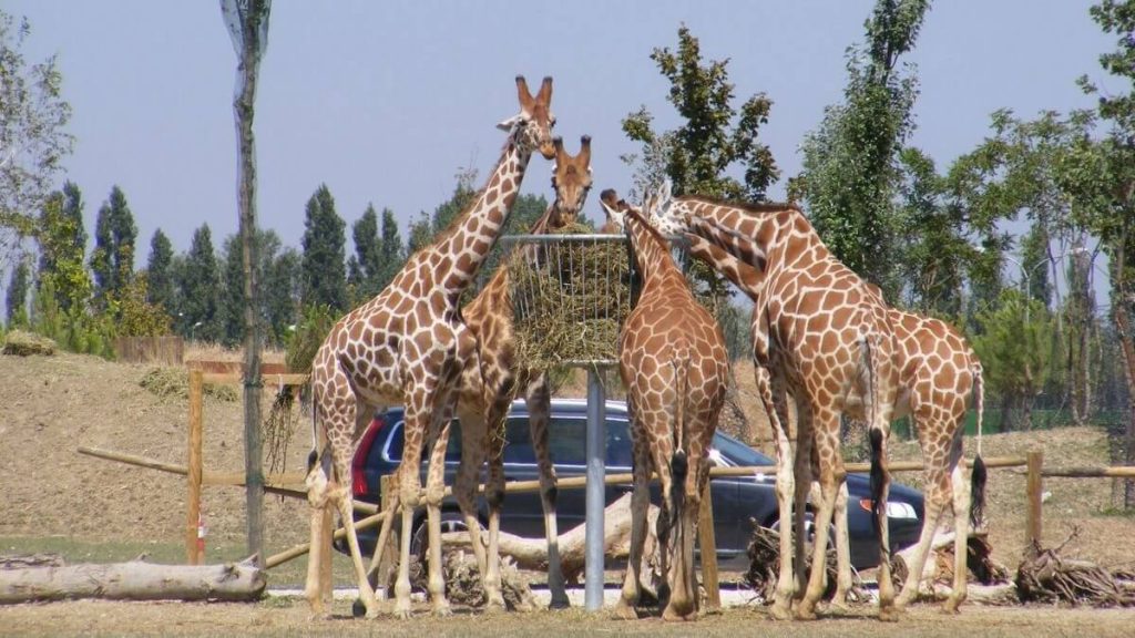 Giraffe allo Zoo Safari di Ravenna