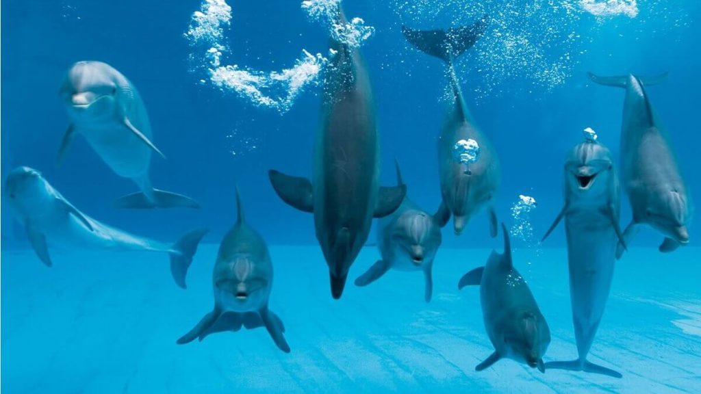 I delfini del Parco Oltremare di Riccione